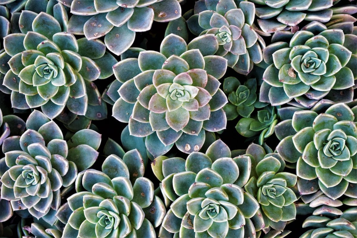 5 Reasons We LOVE Succulents– Green Philosophy Co.