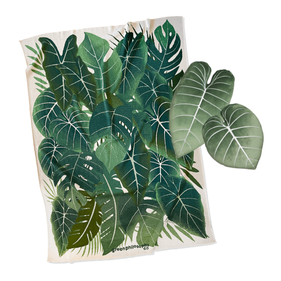 http://www.greenphilosophy.co/cdn/shop/products/botanical-blanket-philodendron-pillows-set-810448.png?v=1669997656