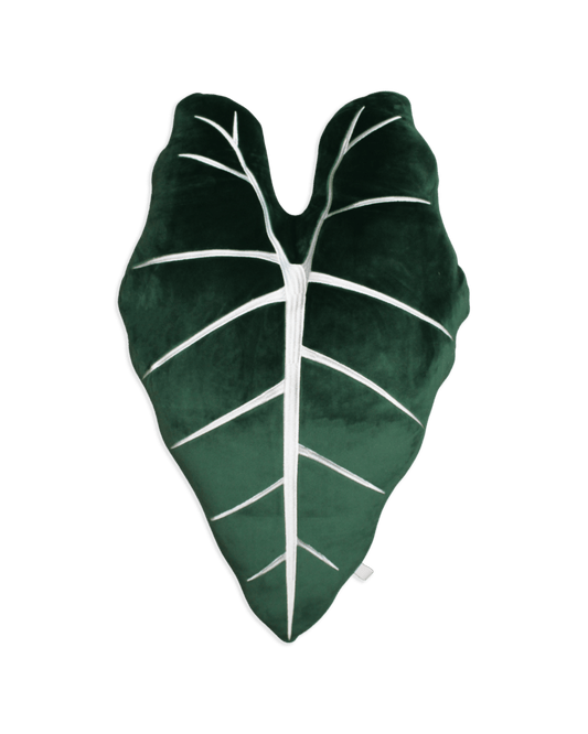 Alocasia Frydek - Forest Green - Green Philosophy Co.