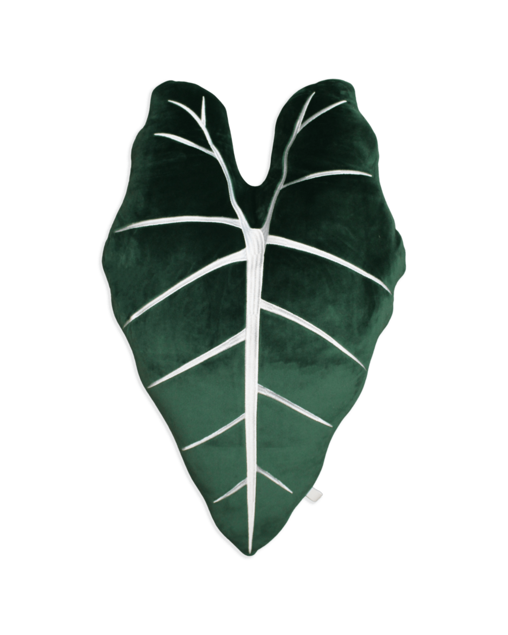 Alocasia Frydek - Forest Green - Green Philosophy Co.