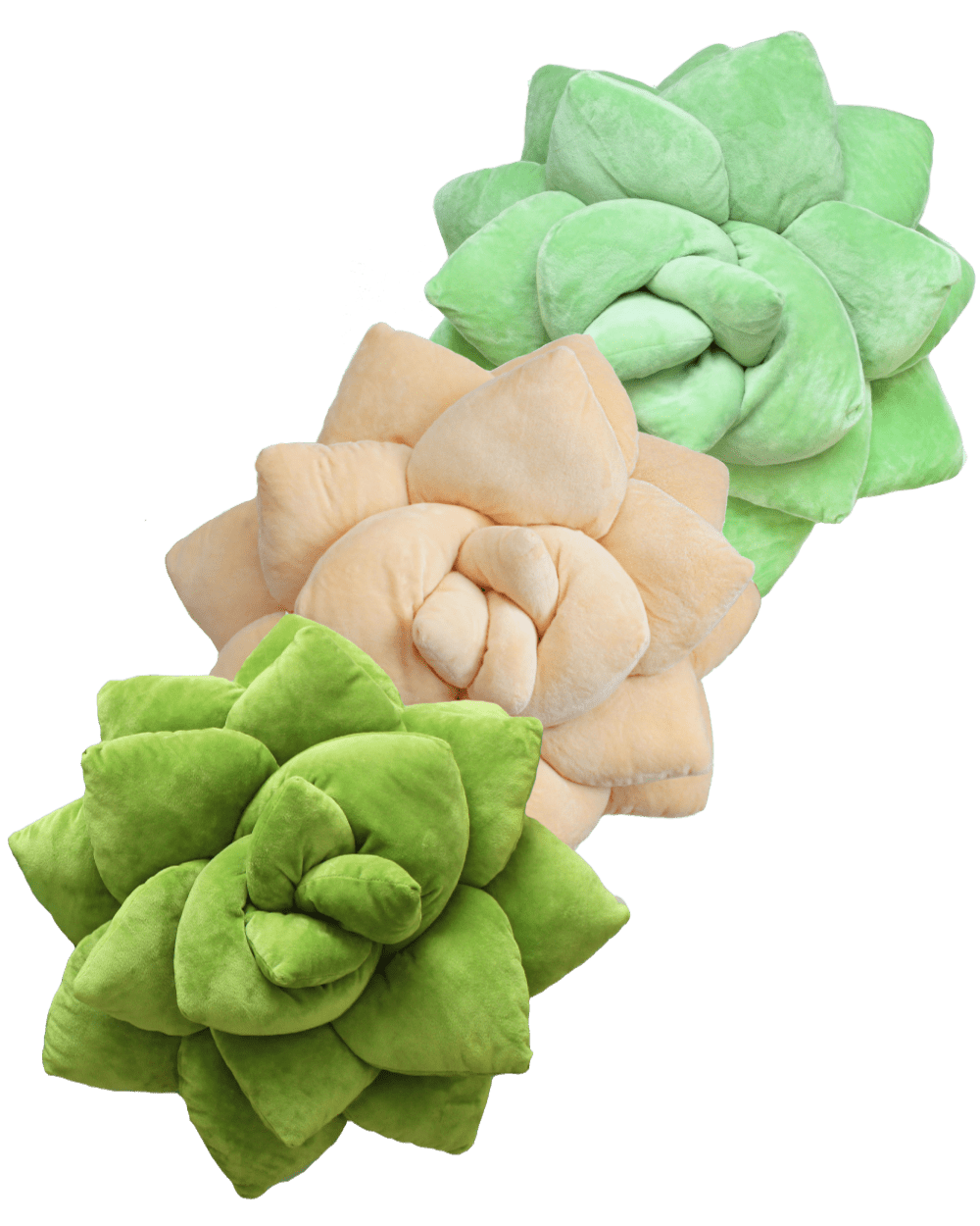pillow plant succulent Succulent® Bundles
