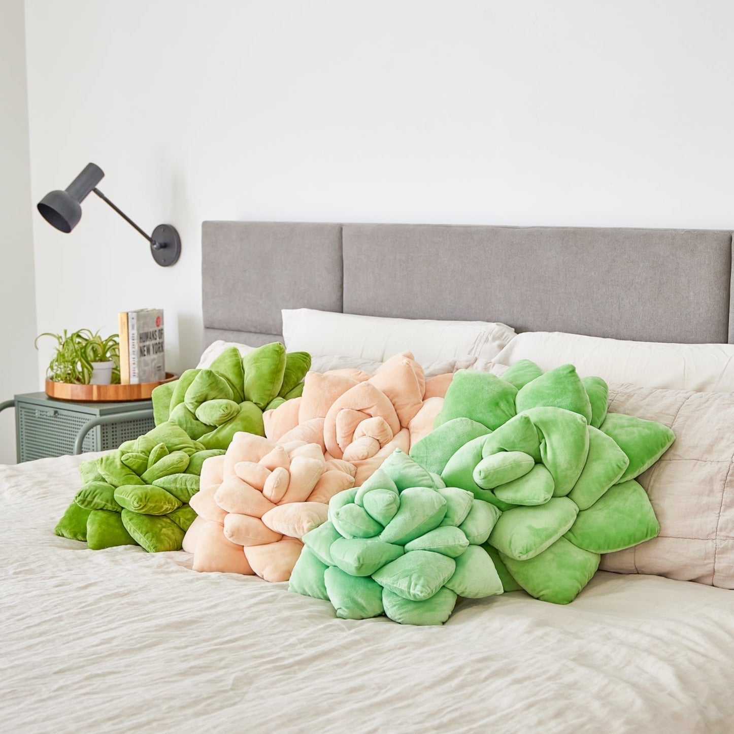 Lil' Pop Succulent® - Blush Peach - Green Philosophy Co.