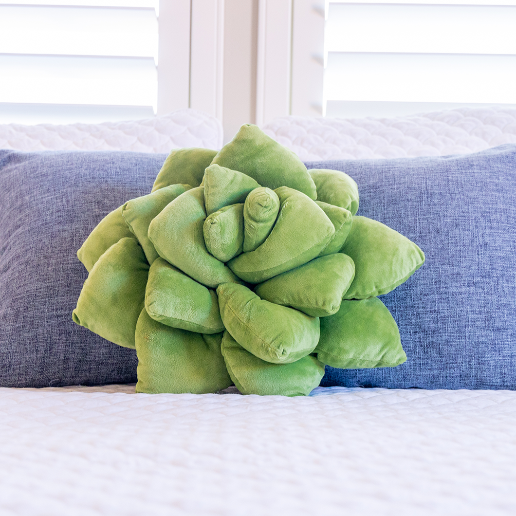 pillow plant succulent Lil' Pop Succulent®