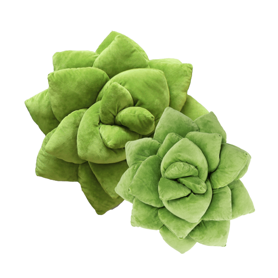green philosophy succulent pillow Succulent® Bundles
