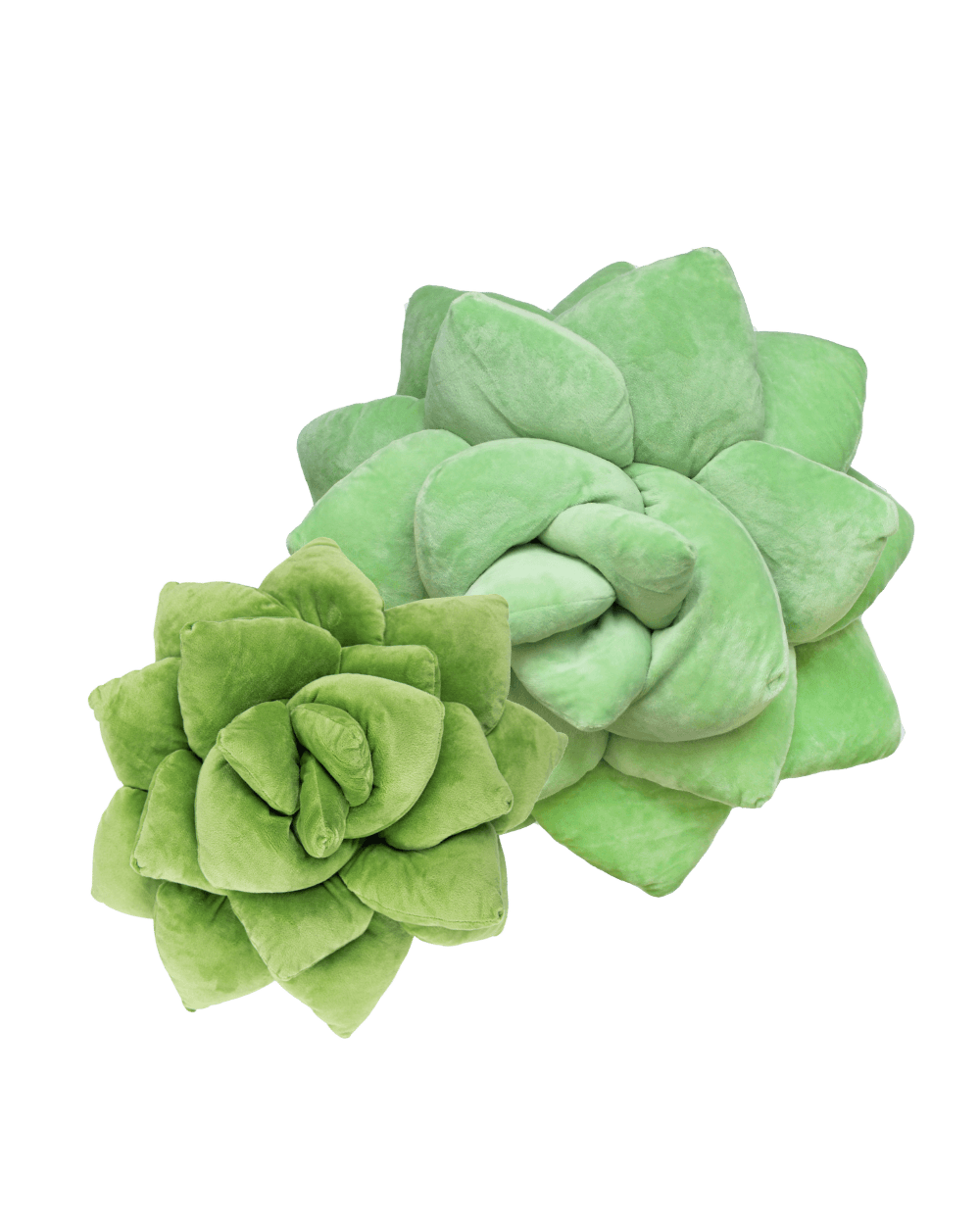 Lil' + Big Pop Succulent Bundle - Green Philosophy Co.