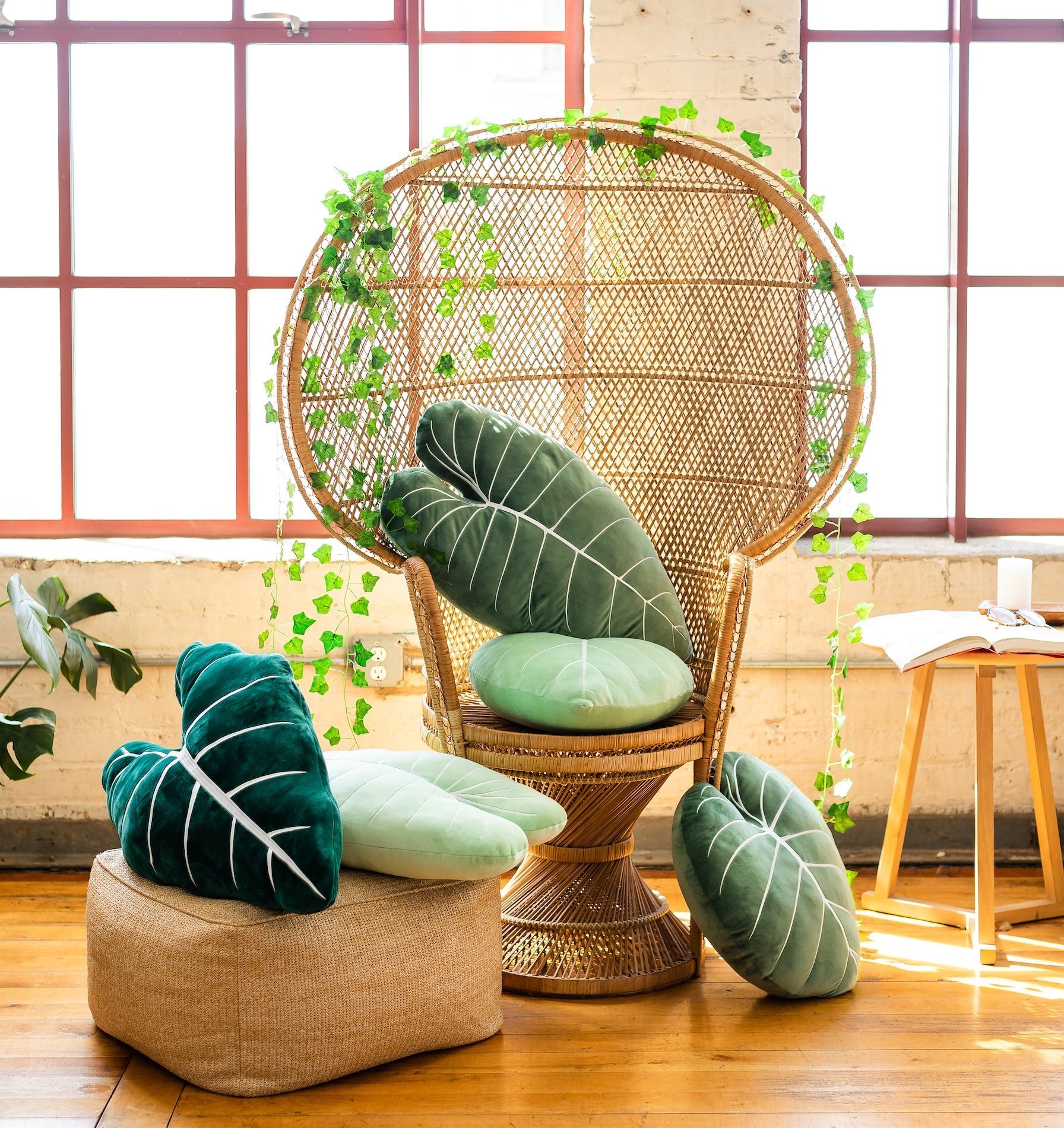 philodendron duvet Philodendron Gloriosum