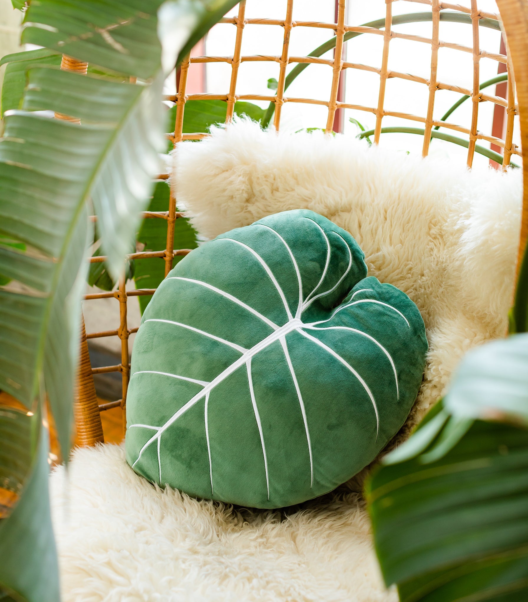 est philodendron pillow Philodendron Gloriosum